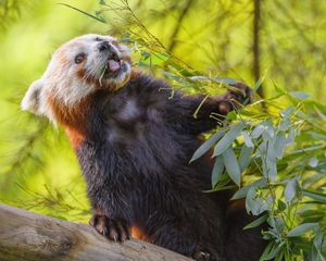 Preview wallpaper red panda, protruding tongue, animal, leaves, wildlife