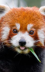 Preview wallpaper red panda, protruding tongue, animal, leaf