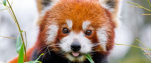 Preview wallpaper red panda, protruding tongue, animal, leaf