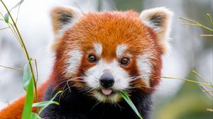 Preview wallpaper red panda, protruding tongue, animal, leaf