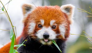 Preview wallpaper red panda, protruding tongue, animal, leaf