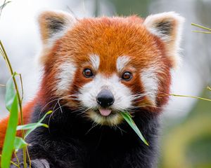 Preview wallpaper red panda, protruding tongue, animal, leaf