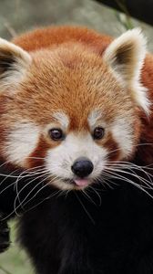 Preview wallpaper red panda, protruding tongue, cute