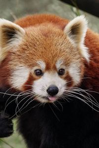 Preview wallpaper red panda, protruding tongue, cute