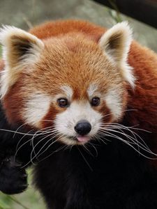 Preview wallpaper red panda, protruding tongue, cute