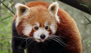 Preview wallpaper red panda, protruding tongue, cute