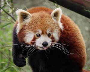 Preview wallpaper red panda, protruding tongue, cute