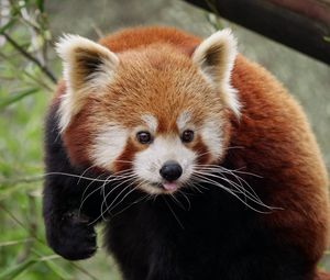 Preview wallpaper red panda, protruding tongue, cute