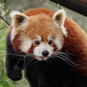 Preview wallpaper red panda, protruding tongue, cute