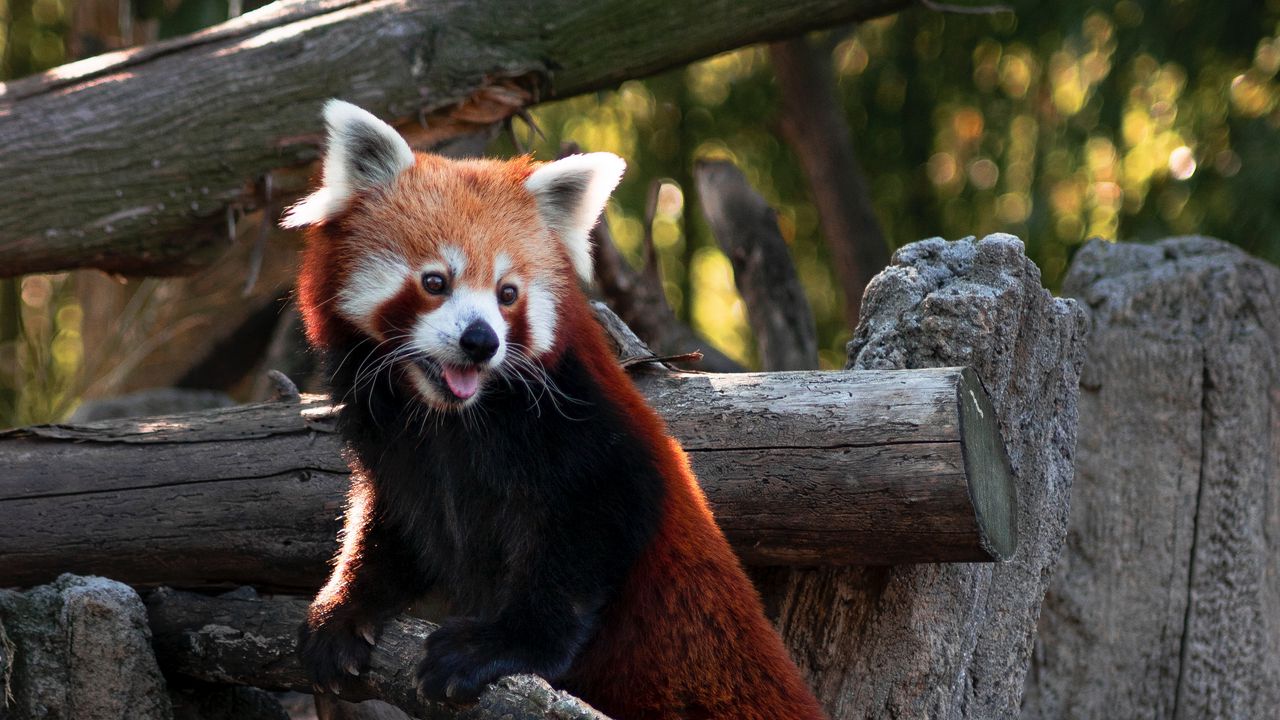 Wallpaper red panda, protruding tongue, cute, funny