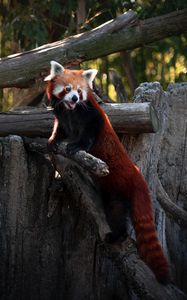Preview wallpaper red panda, protruding tongue, cute, funny