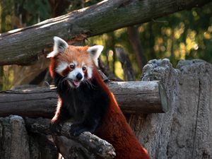 Preview wallpaper red panda, protruding tongue, cute, funny