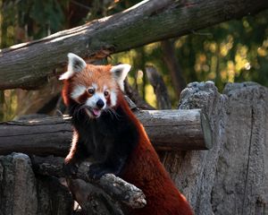 Preview wallpaper red panda, protruding tongue, cute, funny