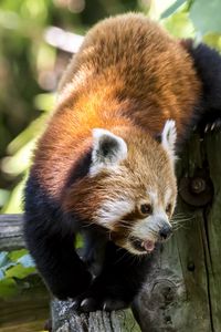 Preview wallpaper red panda, protruding tongue, muzzle