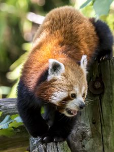 Preview wallpaper red panda, protruding tongue, muzzle