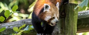 Preview wallpaper red panda, protruding tongue, muzzle