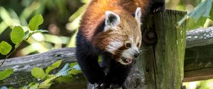 Preview wallpaper red panda, protruding tongue, muzzle