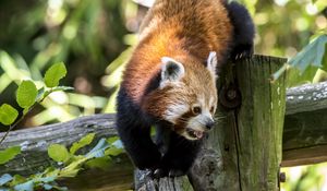 Preview wallpaper red panda, protruding tongue, muzzle