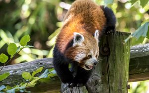 Preview wallpaper red panda, protruding tongue, muzzle