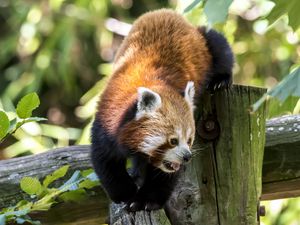 Preview wallpaper red panda, protruding tongue, muzzle