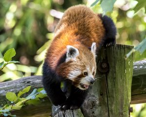 Preview wallpaper red panda, protruding tongue, muzzle