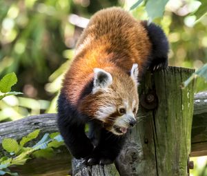 Preview wallpaper red panda, protruding tongue, muzzle