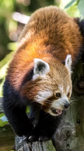 Preview wallpaper red panda, protruding tongue, tree, wildlife