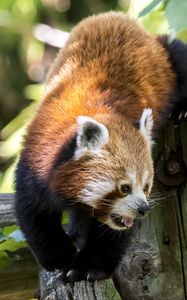 Preview wallpaper red panda, protruding tongue, tree, wildlife