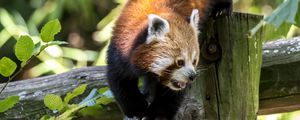 Preview wallpaper red panda, protruding tongue, tree, wildlife