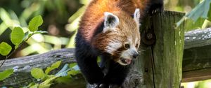 Preview wallpaper red panda, protruding tongue, tree, wildlife