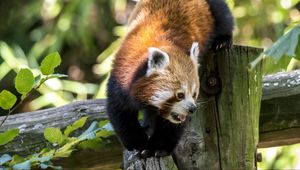 Preview wallpaper red panda, protruding tongue, tree, wildlife