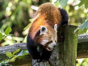 Preview wallpaper red panda, protruding tongue, tree, wildlife