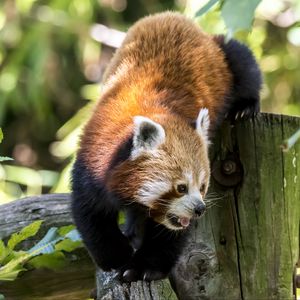 Preview wallpaper red panda, protruding tongue, tree, wildlife