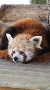 Preview wallpaper red panda, recline, panda, leisure