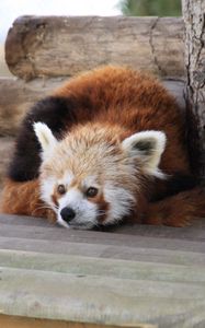 Preview wallpaper red panda, recline, panda, leisure