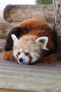 Preview wallpaper red panda, recline, panda, leisure