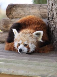 Preview wallpaper red panda, recline, panda, leisure