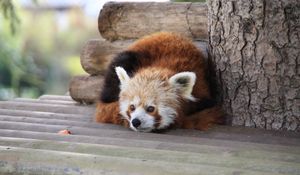 Preview wallpaper red panda, recline, panda, leisure