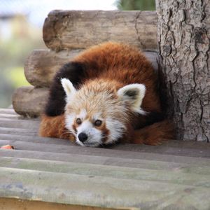 Preview wallpaper red panda, recline, panda, leisure