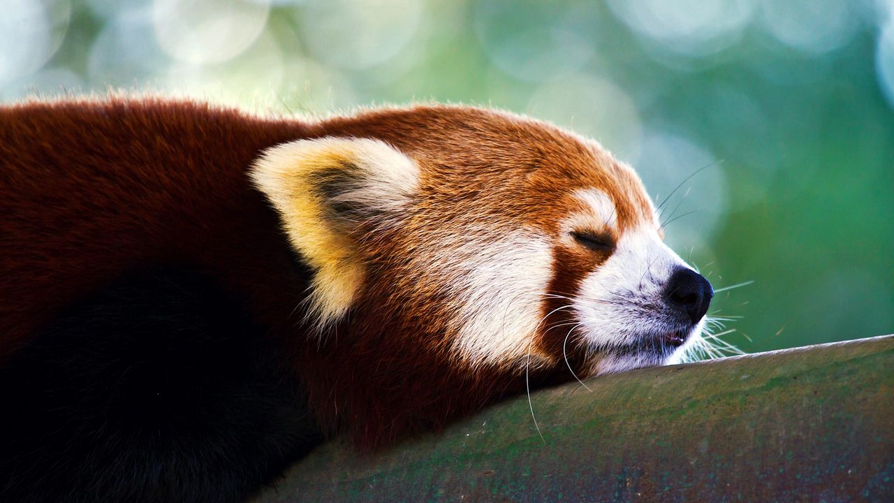 Wallpaper red panda, sleep, face