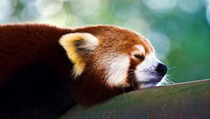 Preview wallpaper red panda, sleep, face