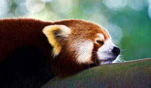 Preview wallpaper red panda, sleep, face