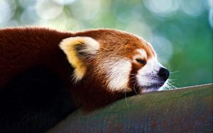 Preview wallpaper red panda, sleep, face