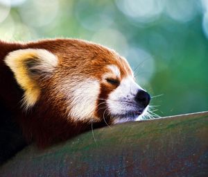 Preview wallpaper red panda, sleep, face