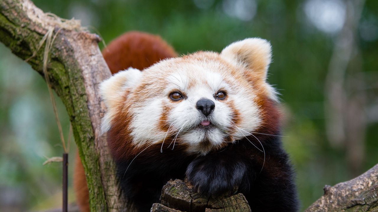 Wallpaper red panda, small panda, muzzle, spotted