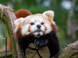 Preview wallpaper red panda, small panda, muzzle, spotted