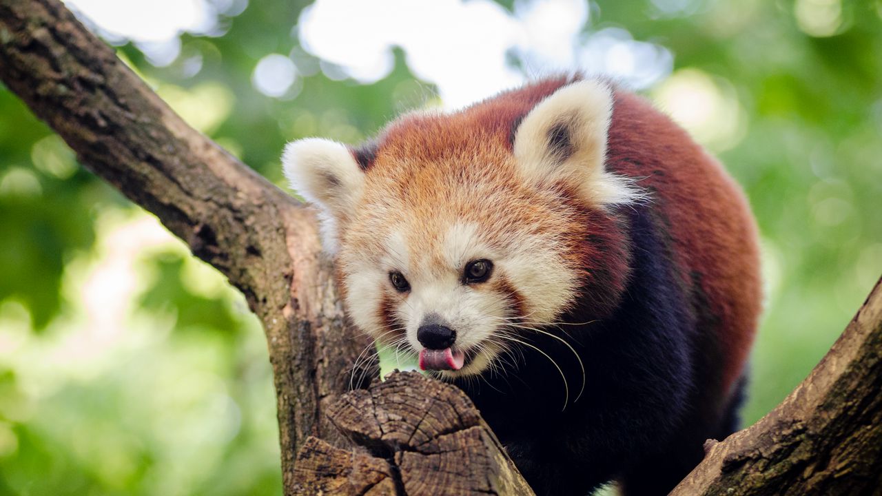 Wallpaper red panda, small panda, tree, climb