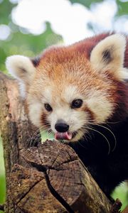 Preview wallpaper red panda, small panda, tree, climb