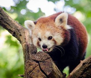 Preview wallpaper red panda, small panda, tree, climb