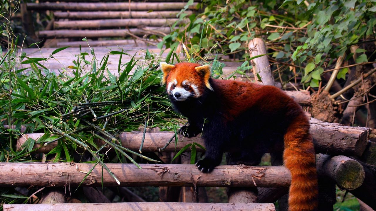 Wallpaper red panda, stairs, building, climbing, leaves